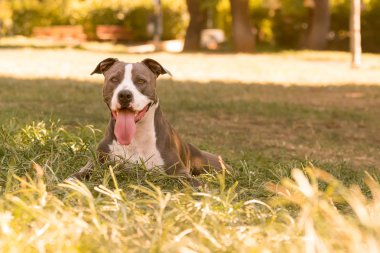 Güzel bir Amerikan Staffordshire terrier köpek portresi.