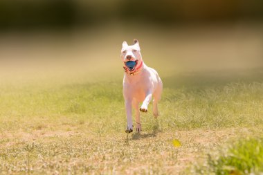 Bir parkta çalışan mutlu Amerikalı çukur boğa korkunç köpek.
