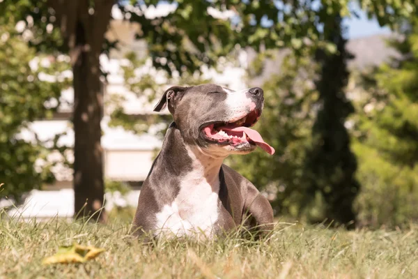 Amerikanischer Staffordshire Terrier, der sich in einem Park ausruht und den Moment genießt. — Stockfoto