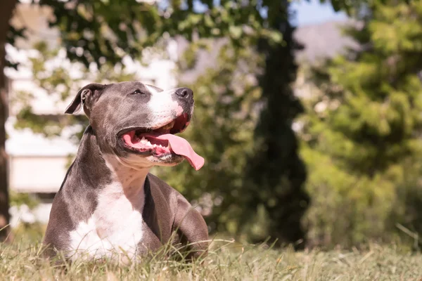 Schöner Moment eines Hundes, der glücklich in einem Park ruht. — Stockfoto