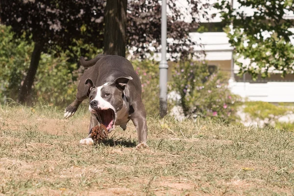 Pies gra w parku goni sosna. — Zdjęcie stockowe