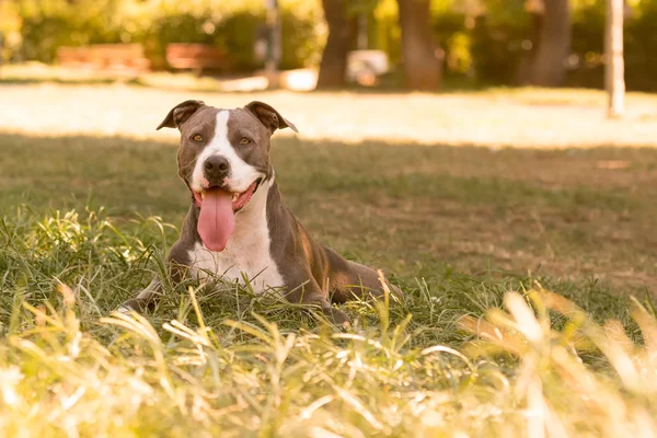 Schönes Porträt eines amerikanischen Staffordshire Terrier Hundes. — Stockfoto