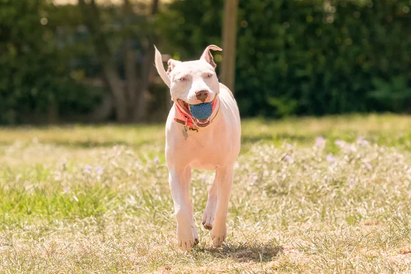 Schöner Hund mit Ball im Mund, der in einem Park spielt. — Stockfoto