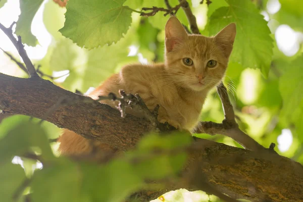 Beautiful portrait of a baby cat on a tree. — Stock Photo, Image
