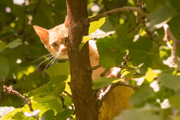 Hide and seek with a baby cat on a tree. — Stock Photo, Image