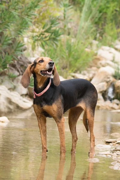 Feliz retrato de perro de caza contra un hermoso fondo en la naturaleza . — Foto de Stock