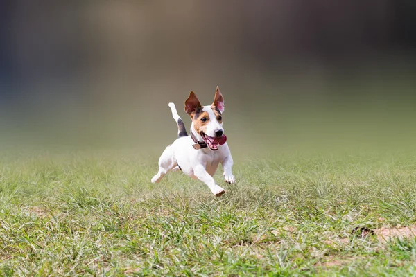 Jack Russell che salta in un parco . — Foto Stock