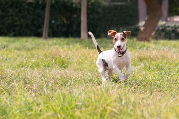 Happy jack russell pes v parku. — Stock fotografie