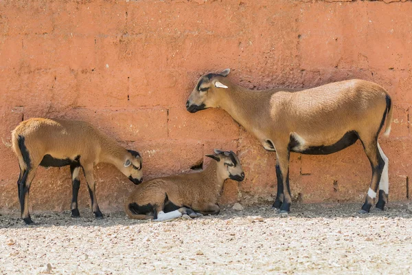 Goat family moment outside a farm house. — Stock Photo, Image