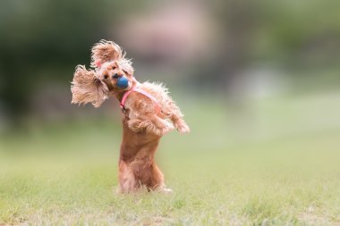 Cocker spaniel köpek sıçramak ve bir top engelleme.