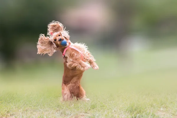 Cocker spaniel perro saltando y bloqueando una pelota . —  Fotos de Stock