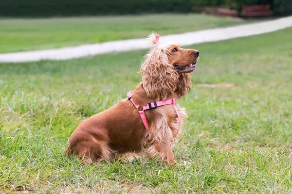Retrato de um cão cocker spaniel em um parque . — Fotografia de Stock