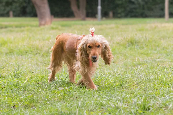 Belo cocker spaniel cão em um parque . — Fotografia de Stock