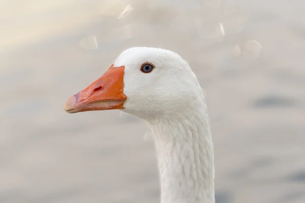 Porträt einer weißen Gans. — Stockfoto