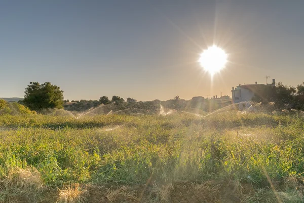 太陽光線に対して骨抜きなって草原. — ストック写真