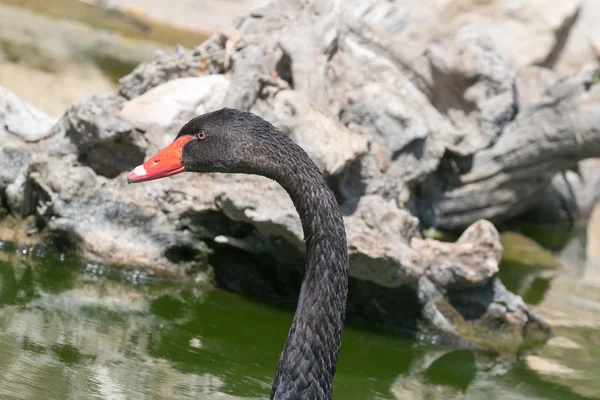 Beautiful and cute black swan portrait. — Stock Photo, Image