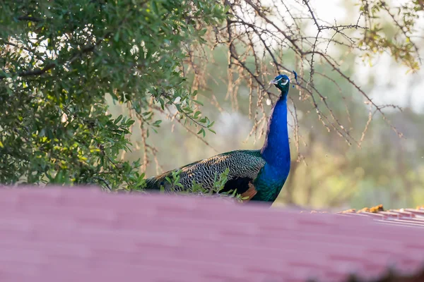Bir çiftlik evinden çatıda peacock. — Stok fotoğraf