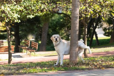 Labrador peeing at a tree in a park. clipart