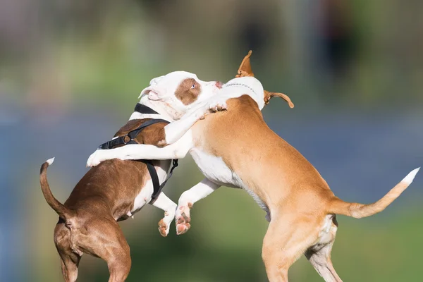 Wild play of two dogs at a park. — Stock Photo, Image