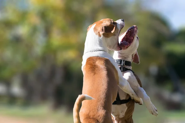 Dos perros en un parque uno contra el otro. Un hermoso momento cara a cara de dos perros jugando . — Foto de Stock