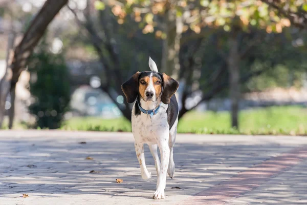 Cute hunt dog portrait at a park. — Stock Photo, Image