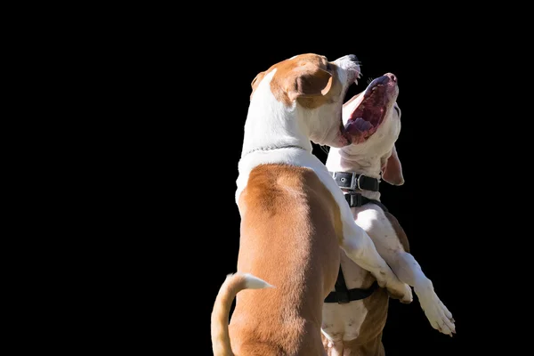 ブラックに分離された犬の力. — ストック写真