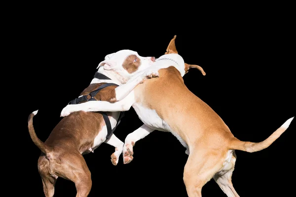 Dogs fight isolated on black. — Stock Photo, Image