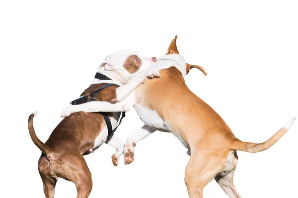 Dogs fight isolated on white. — Stock Photo, Image