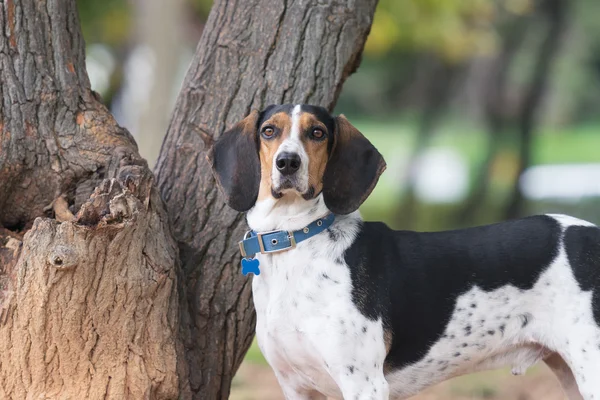 Retrato de perro de caza con un árbol como fondo . — Foto de Stock