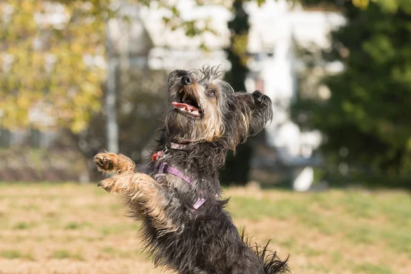 Mini hund yorkie hoppning och spelar på en park. — Stockfoto