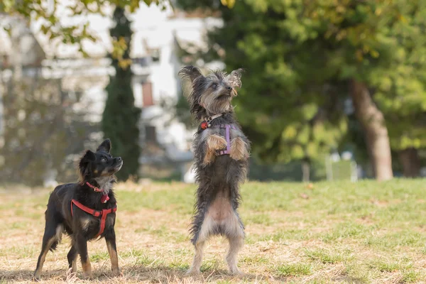 公園で 2 匹のかわいいミニ犬プレイ. — ストック写真