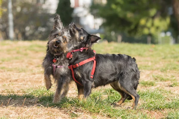 Dvě šťastné mini psi hrají v parku. — Stock fotografie