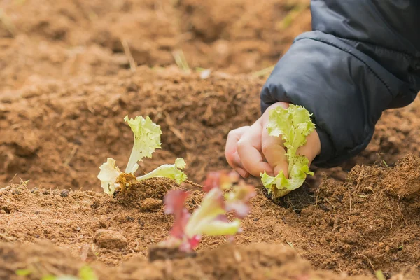 Einen Babysalat in die Erde pflanzen. — Stockfoto