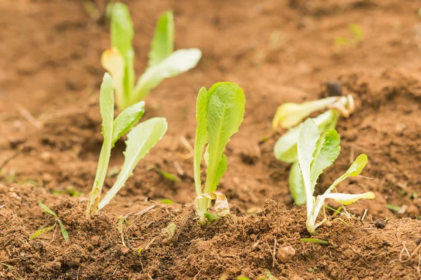 Salat aus nächster Nähe in die frische Erde pflanzen. — Stockfoto