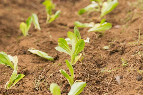 Salat aus nächster Nähe in die frische Erde pflanzen. — Stockfoto