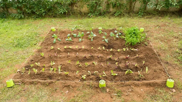 Garten mit Salat und anderem Gemüse. — Stockfoto