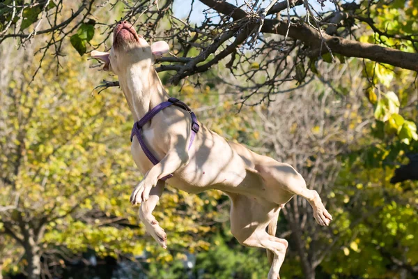 American  Staffordshire terrier power jumping high to reach a branch. — Stock Photo, Image