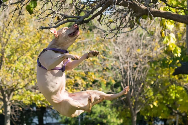 American Staffordshire terrier breed jumping high. — Stock Photo, Image