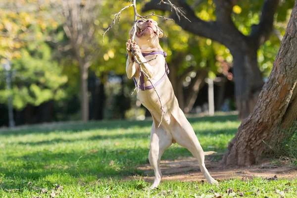 Zuiver ras American Staffordshire springen te bereiken een tak. — Stockfoto