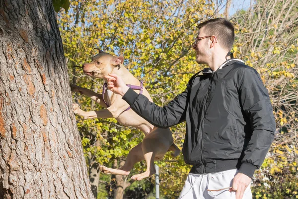 American Staffordshire terrier hoppa på ett träd för att nå en gren. — Stockfoto