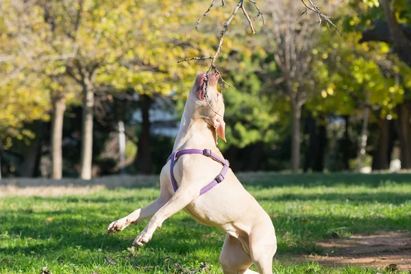 American Staffordshire terrier i aktion hoppar högt. — Stockfoto