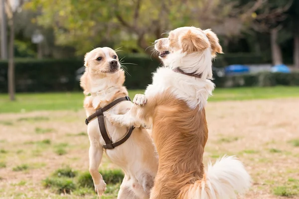 Dos mini perros uno contra el otro. Un hermoso momento de jugar en un parque . — Foto de Stock