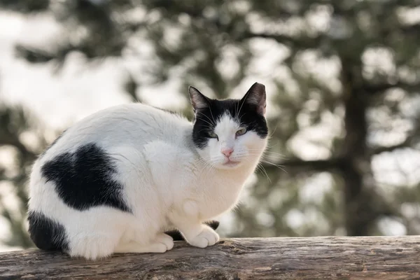 Close up of a cat against snowy tree. — Stock Photo, Image