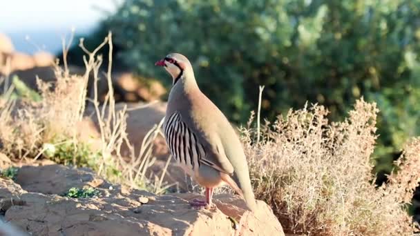 Close up of a partridge pooping on a rock. — Stock Video