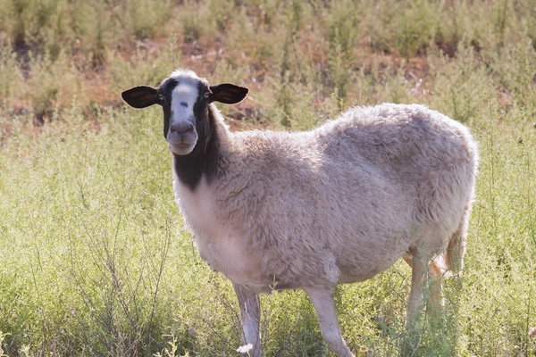 Retrato de ovelha bonito em um prado . — Fotografia de Stock