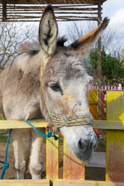 Güzel bir eşek bir park, yakın.