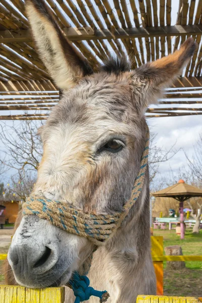 Donkey close up portrait at a park. — Stock Photo, Image