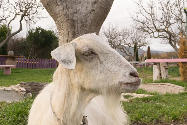 Close up of a goat resting at a park. — Stock Photo, Image