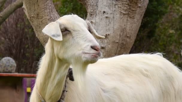 Funny slow motion of a goat yawning feeling sleepy. — Stock Video