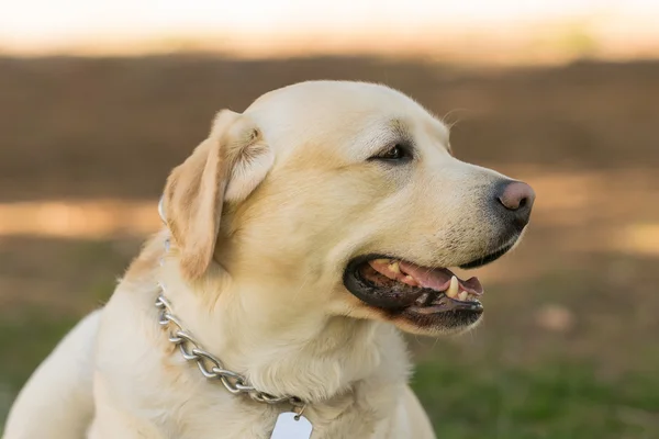 Vackra labrador hund porträtt. — Stockfoto